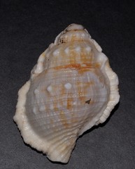 Bufonaria rana