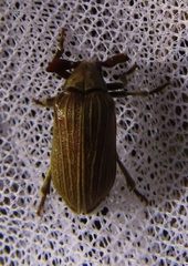 Chamoerhipis