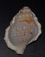 Bufonaria rana