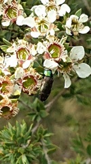 Diphucrania marmorata