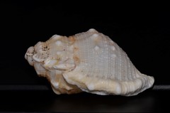 Bufonaria rana