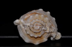 Bufonaria rana