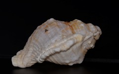 Bufonaria rana