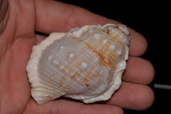 Bufonaria rana