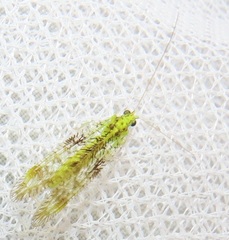 Glenochrysa principissa
