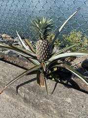 Ananas comosus comosus