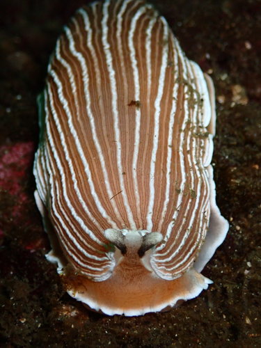 Striped Nudibranch