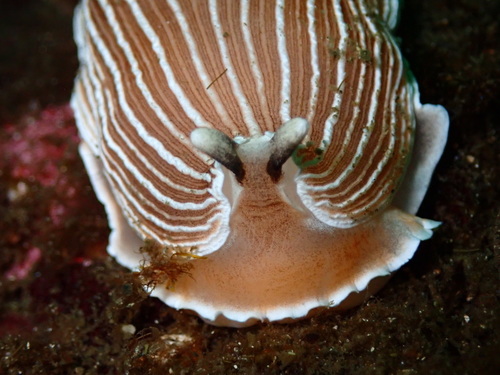 Striped Nudibranch