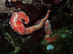 Orthasterias koehleri