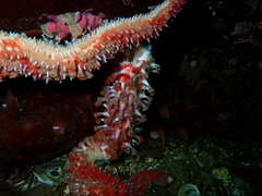 Orthasterias koehleri