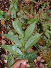 Xylopia