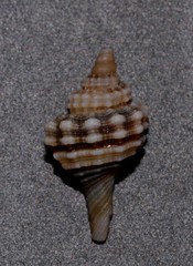 Monoplex exaratus