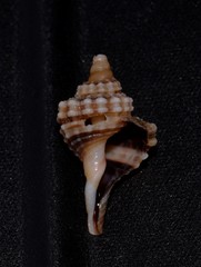 Monoplex exaratus