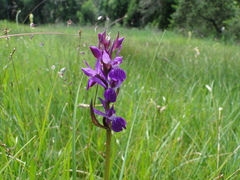 Dactylorhiza traunsteineri