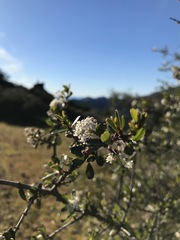 Ceanothus cuneatus cuneatus