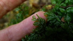 Hymenophyllum cupressiforme