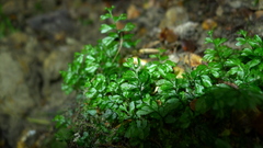 Hymenophyllum cupressiforme