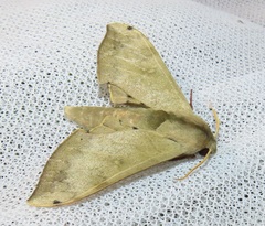 Pseudoclanis postica