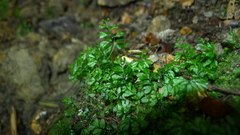 Hymenophyllum cupressiforme