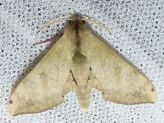 Pseudoclanis postica