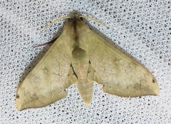 Pseudoclanis postica