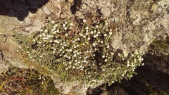 Pimelea urvilleana