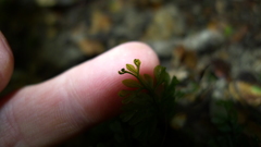 Hymenophyllum cupressiforme