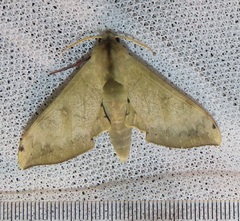 Pseudoclanis postica