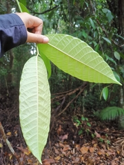 Dipterocarpaceae