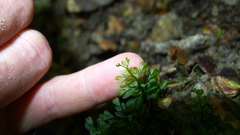 Hymenophyllum cupressiforme