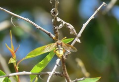 Cimbex quadrimaculatus