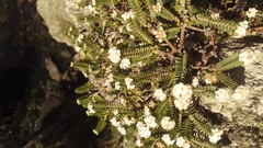 Pimelea urvilleana