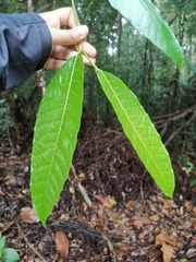 Dipterocarpaceae