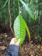 Dipterocarpaceae