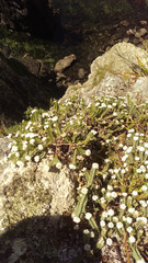 Pimelea urvilleana