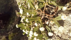 Pimelea urvilleana