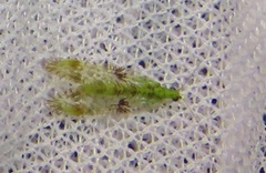 Glenochrysa principissa