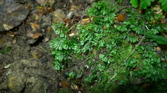 Hymenophyllum cupressiforme