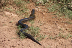 Pseudoeryx plicatilis