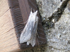 Cucullia chamomillae