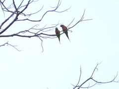 Psittacula alexandri