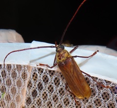 Erioderus pallens
