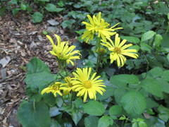 Doronicum pardalianches