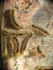 Euproctis chrysorrhoea