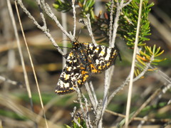 Eurranthis plummistaria