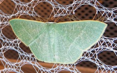 Thalassodes quadraria