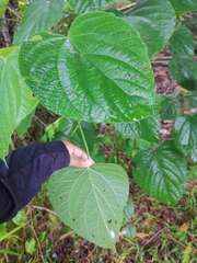 Clerodendrum villosum