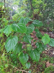 Clerodendrum villosum