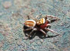 Icius hamatus