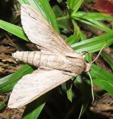 Oligographa juniperi